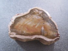 Madagascar Petrified Wood