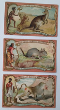 Chocolat GUERIN BOUTRON carte les mammifères animaux animal Chinchilla singe