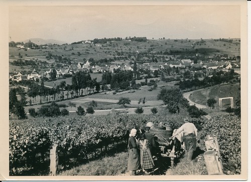 Neustadt 1950 chaie gros - 1950,