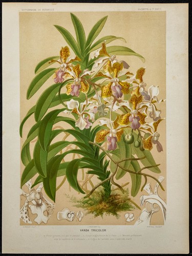 1891 vanda - 1891,