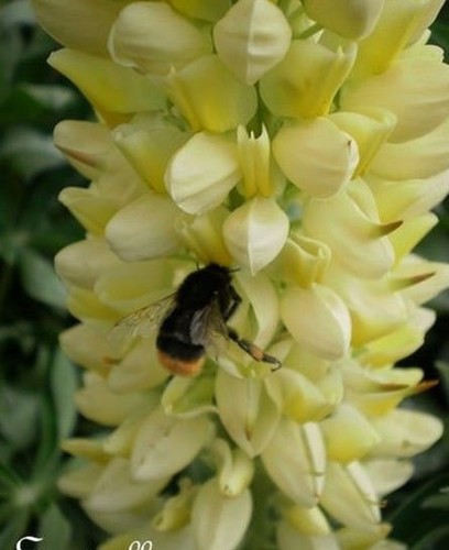 Lupin arbre lupinus - arbre,