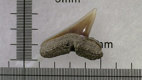 Shark tooth dent requin - shark, de
