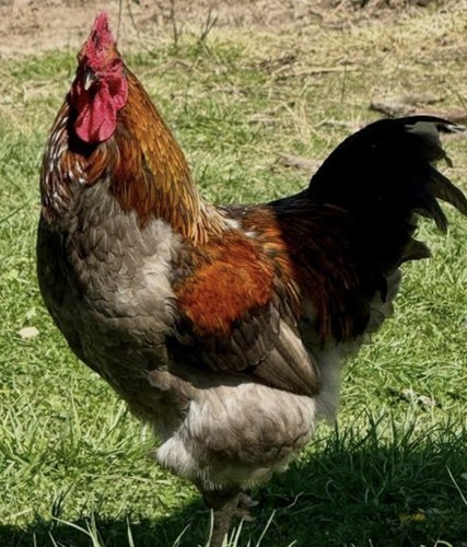 Maran hatching eggs - 12, (bbs)