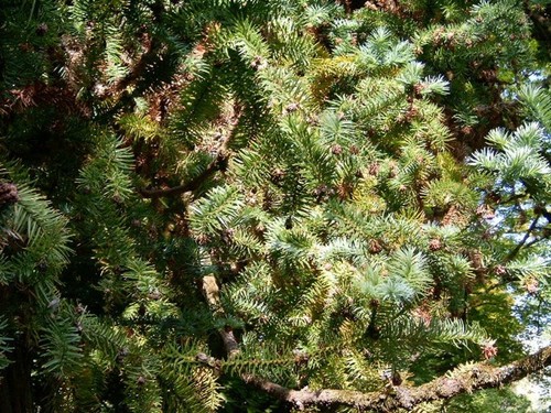 Graines araucaria chine - graines,