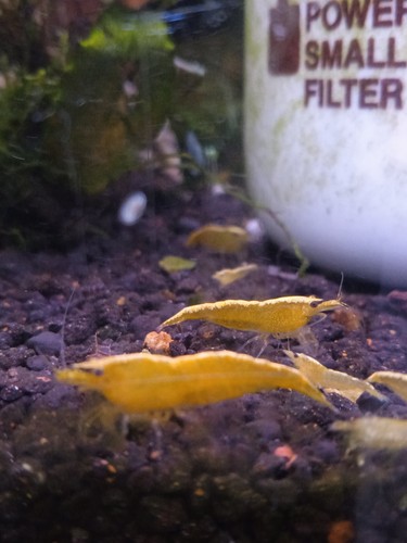 Lot crevette yellow - lot, neon