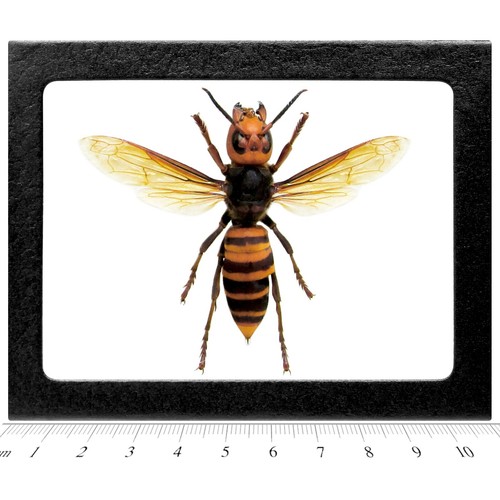 Vespa mandarinia wasp murder