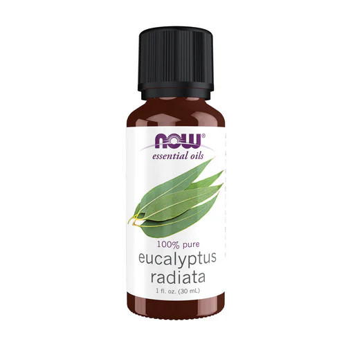 Eucalyptus radiata par - eucalyptus, 1