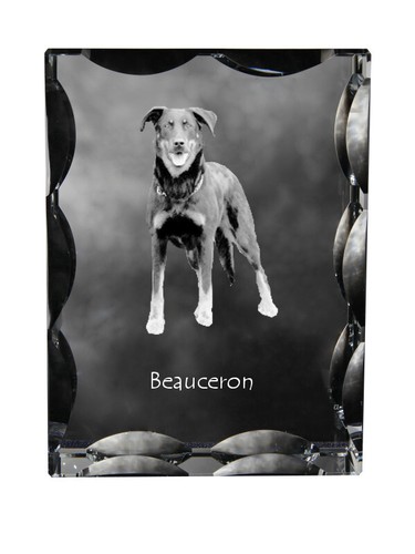 Berger beauce beauceron - berger, beauce,