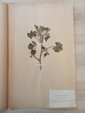 Ancien Herbier Botanique Histoire Naturelle 1892 Mauve St Jean De Monts