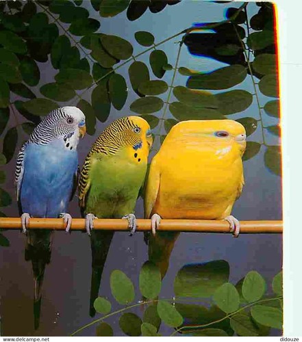 Postcard animals birds - -,