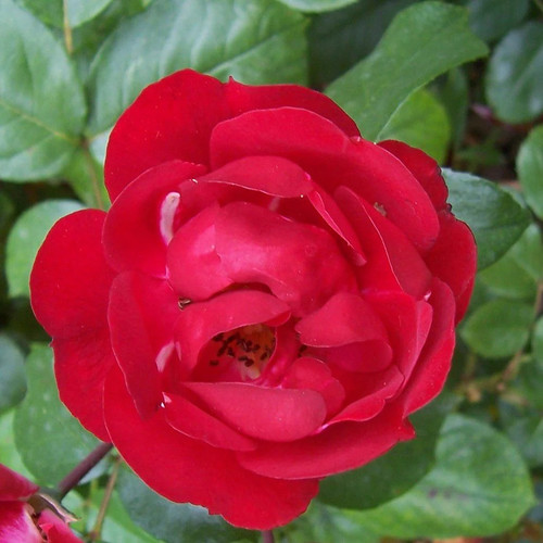 Rosa red bells - rosier, nain