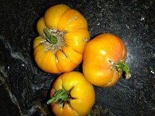 50 Graines de Tomates Marmande non traitées Jaune 