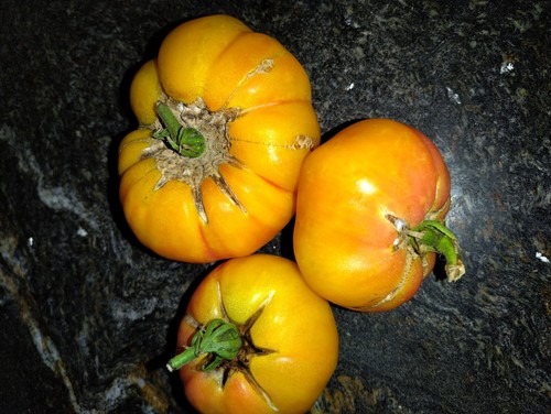 Graines tomates marmande - 50,
