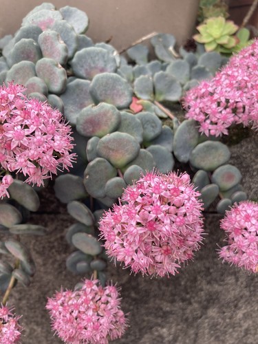 Plants boutures de sedum - 5,