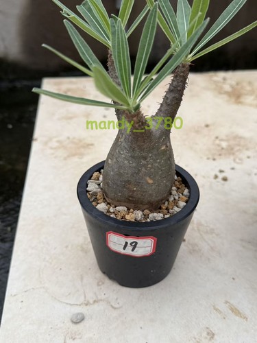 Pachypodium rosulatum