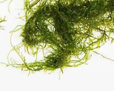 Java Moss - 1g - 250g  - Tropical Water Live Aquarium Plants