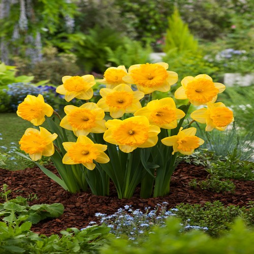 Bulbes narcisses - de,