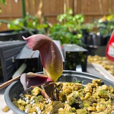 Pycnospatha arietina #1  Aroid Corpse flower Rare Houseplant