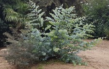 Eucalyptus pulverulenta 'Baby Blue' / Gommier poudreux / Conteneur de 3 à 4 l...