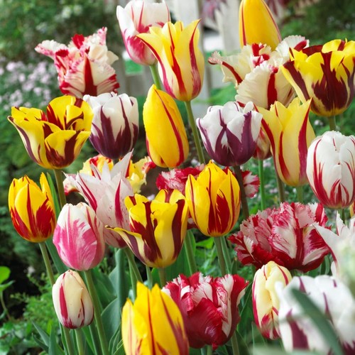 Tulipes bulbes rustique - tulipes,