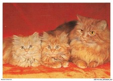ASHP2-0087-CAT - THREE PERSIAN CATS
