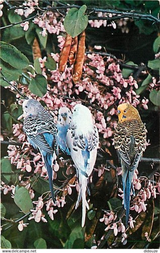 Postcard animals birds - postcard,