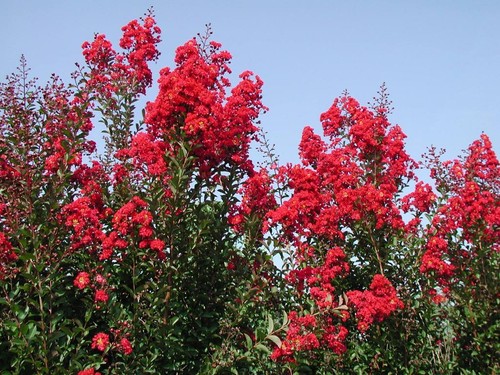 Lilas des indes red rocket - lilas,
