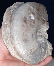 Fossile Nautile NAUTILUS