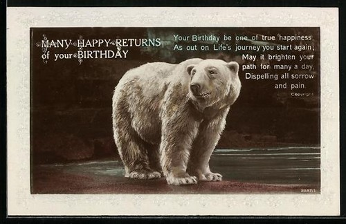 Carte postale ours polaire - , au