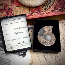 Ammonite fossile Cleoniceras -