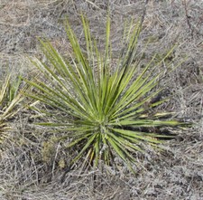 Yucca glauca | Soapweed Yucca
