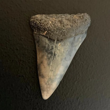 Carcharodon hastalis Extinct