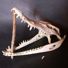 CRANE véritable de CROCODILE 35 cm SQUELETTE taxidermie skull CURIOSITES DECO