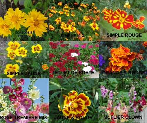 Graines fleurs bio œillet - graines, de