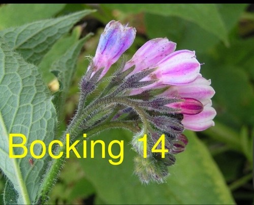 Russian comfrey live - comfrey, root