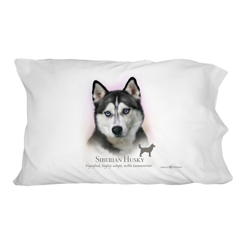 Siberian husky dog breed - husky,