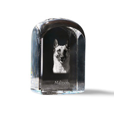 Malinois Berger Belge -
