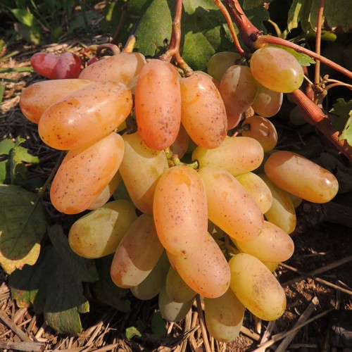 Plant raisin prieobrażenie - plant, de