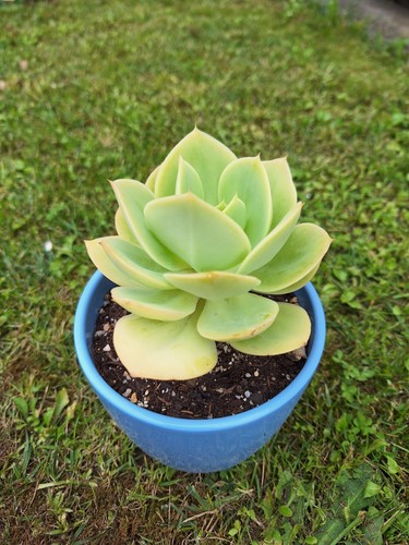 Echeveria peach pride avec - echeveria, pride,