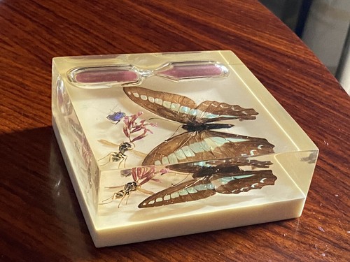 Inclusion insectes sablier - insectes,,