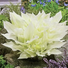 Hosta Tubercule Feuilles