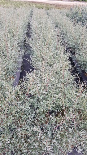 Eucalyptus gunnii france - eucalyptus,