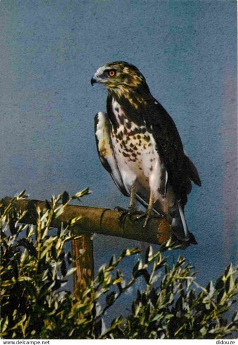 Carte postale animaux - -,