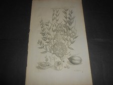 1748 BOTANICA ACQUAFORTE GEORG