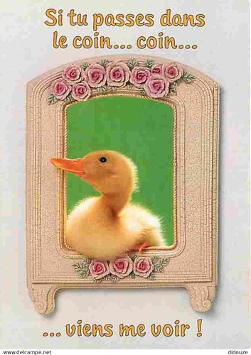 Carte postale animaux - postale,
