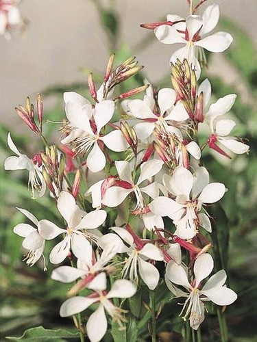 Lot graines gaura the - lot, de