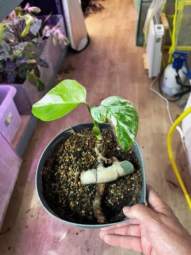 Monstera albo variegata - albo, small