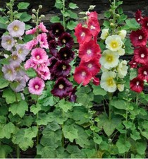 Lot De 25 Graines De Rose