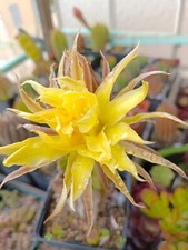 Cactus, plantes grasses: echinopsis parfumé "gelber papageno", diamètre 3/3,5 cm
