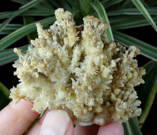 Aragonite Salsigne 6.5x5.5cm
